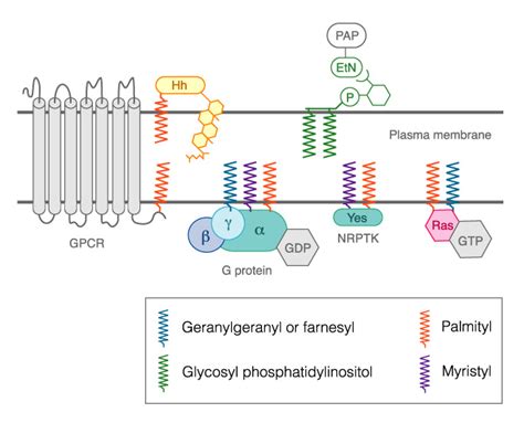 Insider Information How Palmitoylation Of Ras Makes It A Signaling