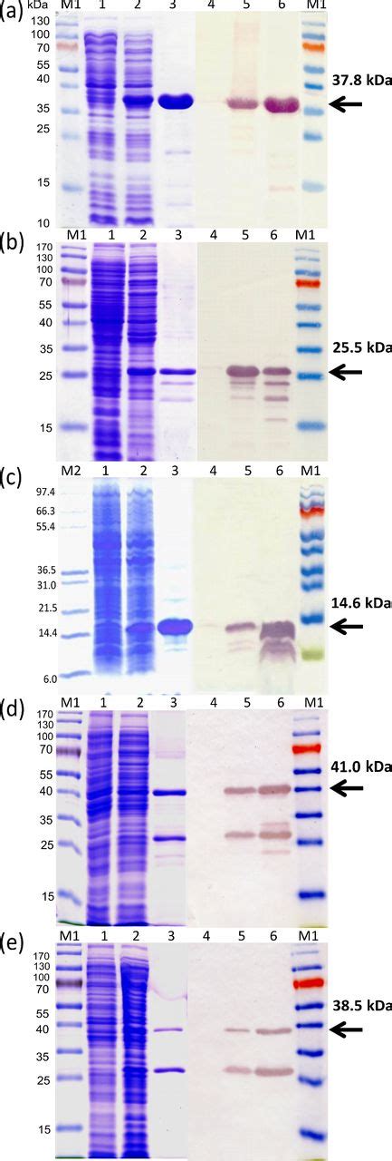 Expression Purification And Western Blot Analysis Of A Phibp