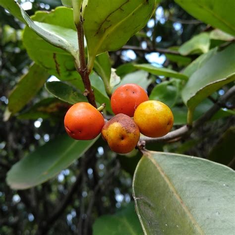 Red Fruited Olive Plum From Lilyvale Nsw Australia On March