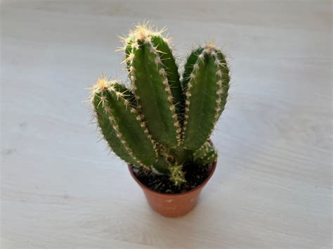 Cereus Florida