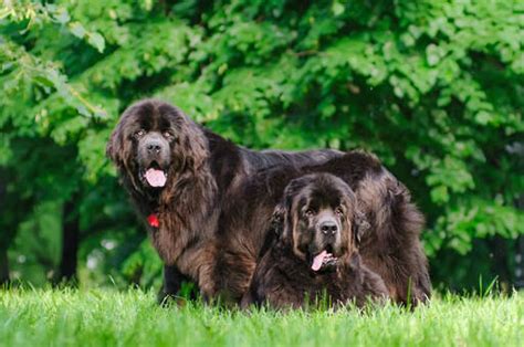 Newfoundland Dogs | Dog Breeds