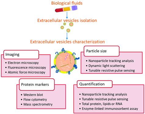 Methods Commonly Used For Extracellular Vesicles Characterization From