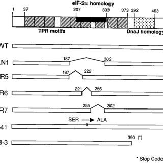 Schematic Of The Wild Type And Mutant P58 IPK Constructs Wild Type P58