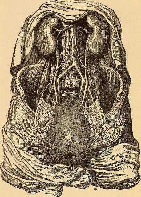 The Science Of Eugenics And Sex Life The Regeneration Of The Human