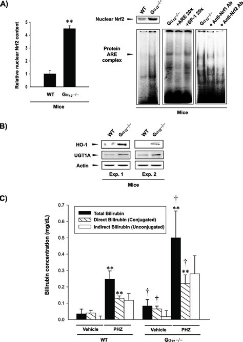 Nrf Activation By Targeted Disruption Of The G Gene In Mice A