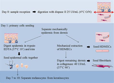 Frontiers A Method For Isolating And Culturing Skin Cells