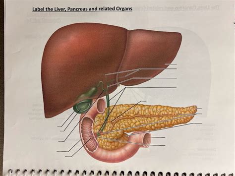 Liver And Pancreas Diagram Quizlet