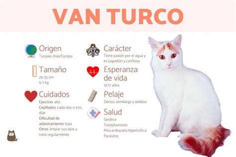 Gato Van Turco Caracter Sticas Car Cter Y Salud Con Fotos