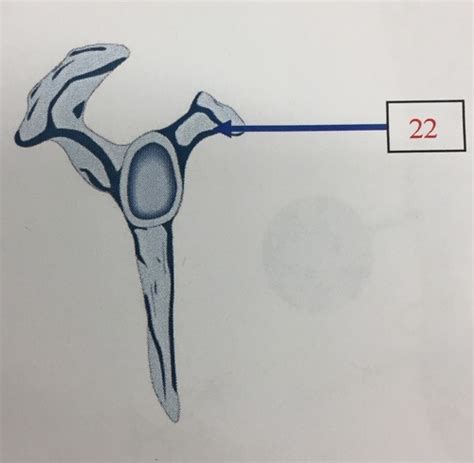 Procedures II Flashcards Quizlet