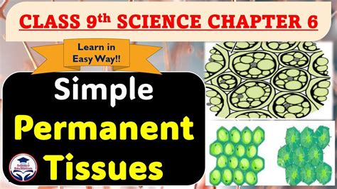 Simple Permanent Tissues Tissues Class 9 Science Chapter 6 Biology Scienceedustation