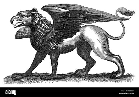 Gryphon Or Griffin A Mythical Creature Part Bird Part Lion Part