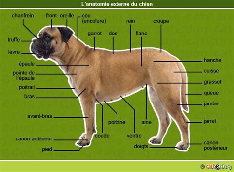 Anatomies Externe Et Interne • Chien Conseils Vétérinaires Illustrés