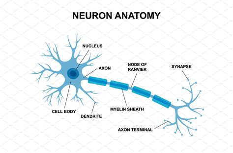 Vector infographic of neuron anatomy | Education Illustrations ... 