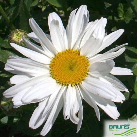 Leucanthemum X Superbum Beethoven Sommer Margerite Von Bruns Pflanzen