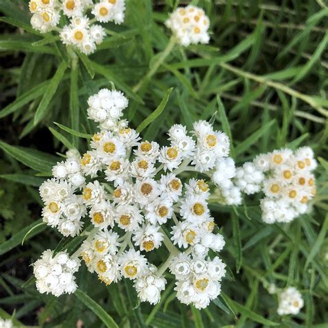 Pearly Everlasting Anaphalis Margaritacea Pots Native Plants