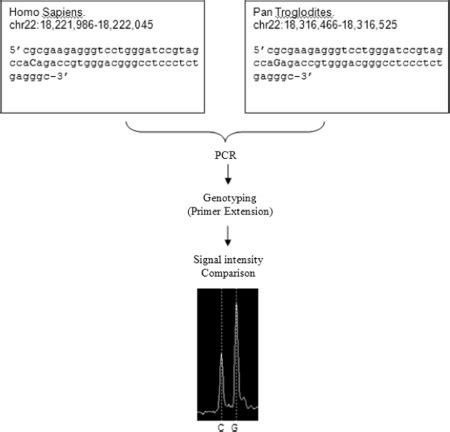 Schematic Representation Of The Principle Of Quantitative Interspecies