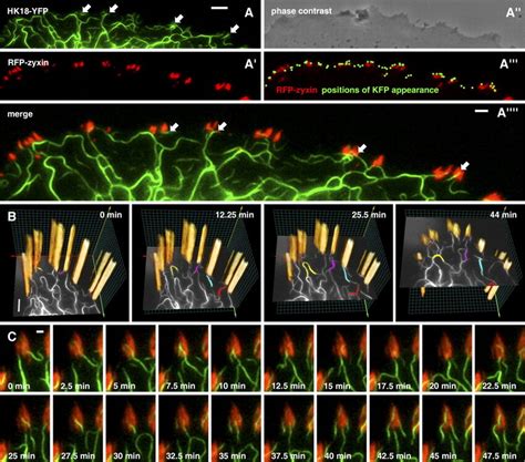 Formation Of Kfps In The Vicinity Of Fas In Nonepithelial Cells A