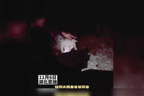 主人去世狗狗守在墓前，6天不吃不喝不肯离开