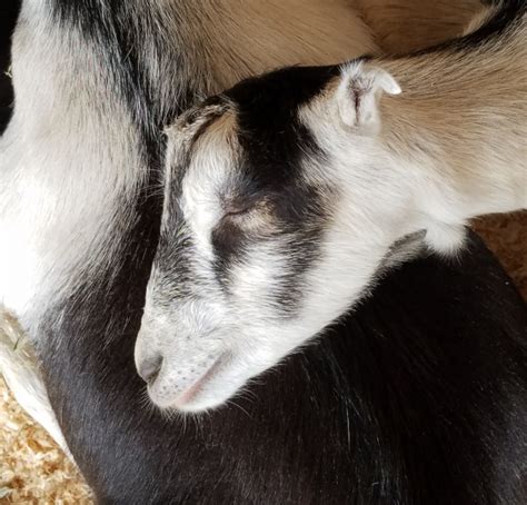 Sleeping Goat Free Stock Photo - Public Domain Pictures