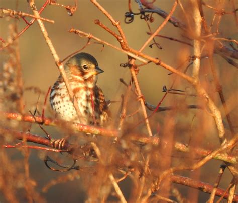 Passerella IliacaDFL Btr21 2 Fox Sparrow Daniel Lane Flickr