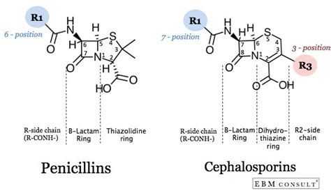 Penicillin And Cephalosporin Cross Reactivity And Risk For Allergic