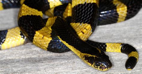 Snakes: Poisonous Snakes of India - BANDED KRAIT- BUNGARUS FASCIATUS