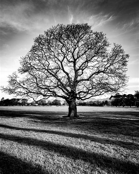 Christchurch Black And White Tree Photographs Mixed Media Artist