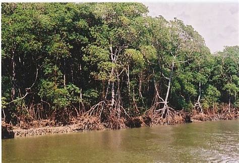 Manguezais O QUE DEVEMOS SABER SOBRE OS MANGUES