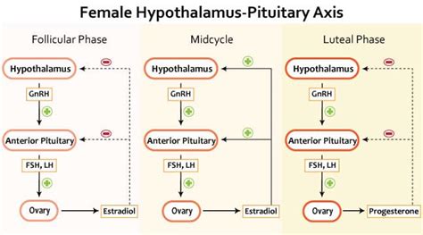 Hypothalamic Pituitary Axis Female Usmle Strike