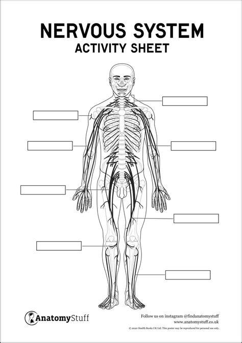 Activity Sheets For Nervous System