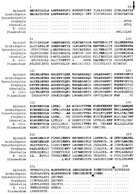 Amino Acid Sequence Comparison Of L4 Proteins The Two Higher Plant