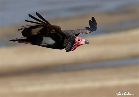red headed vulture northern india bird images  foreign trips