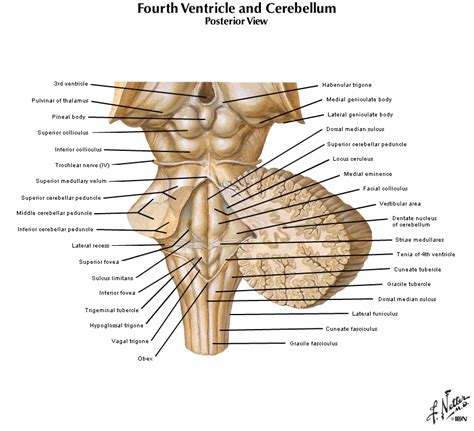 Brainstem Anatomy Dorsal