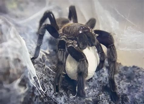 The Complete Life Cycle of Tarantulas Explained | Spiders Web HQ