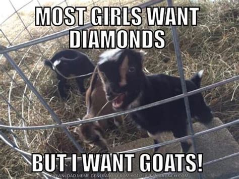 Pin By Mandy Edge On Goats In 2024 Goats Funny Goats Cute Goats