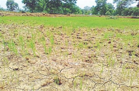 Bihar Farmers Stare At Huge Loss Of Kharif Crops Due To Erratic Monsoon