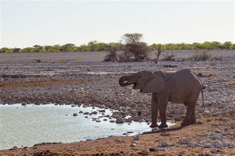 Gajah Air Minum Foto Gratis Di Pixabay Pixabay