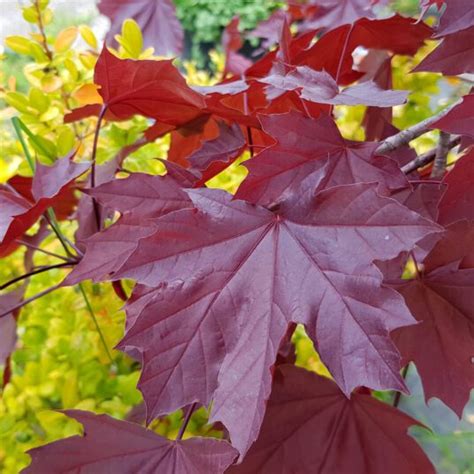 Buy Acer Platanoides Crimson King Tree Hillier Trees