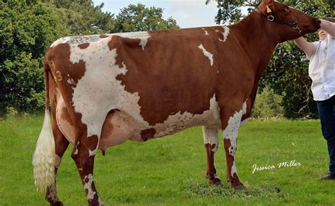 Dairy Shorthorn breeders make history | Farm News | Farmers Guardian