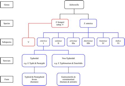 Classification Of Salmonella Species And Subspecies Download