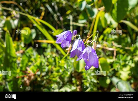 Campanula Flowers Close Up View In Vanoise National Park France Stock