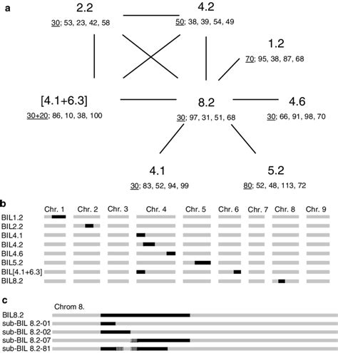 Overview Of Intercrossed Backcross Inbred Lines BIls And Their