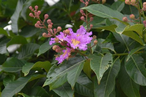 Lagerstroemia speciosa (Giant Crape Myrtle, Queen's Crape Myrtle ...