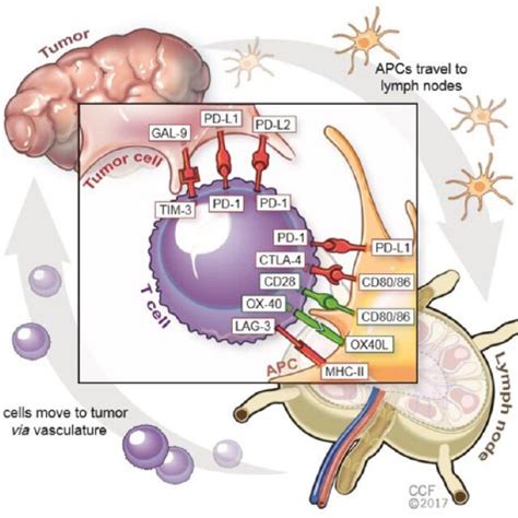 Timeline For Fda Approval Of Checkpoint Inhibitors Download