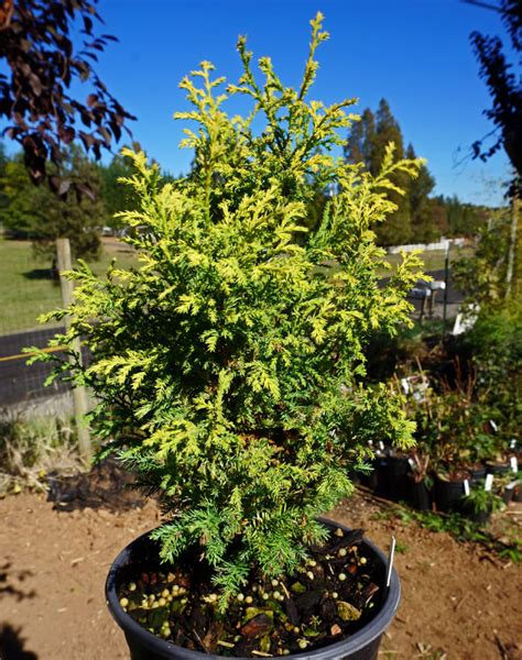 Chamaecyparis Pisifera Harvard Gold For Sale Panda Nursery Nursery Set Conifers Shrubs