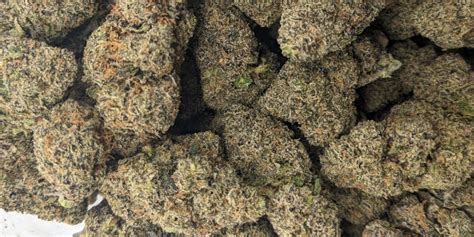 Bulk Cannabis Archives Bulk Cannabis