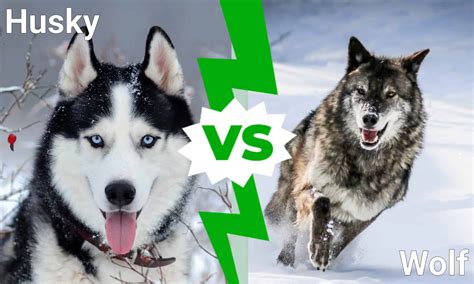 Alaskan Husky Vs Siberian Husky: What’s the Difference? - A-Z Animals