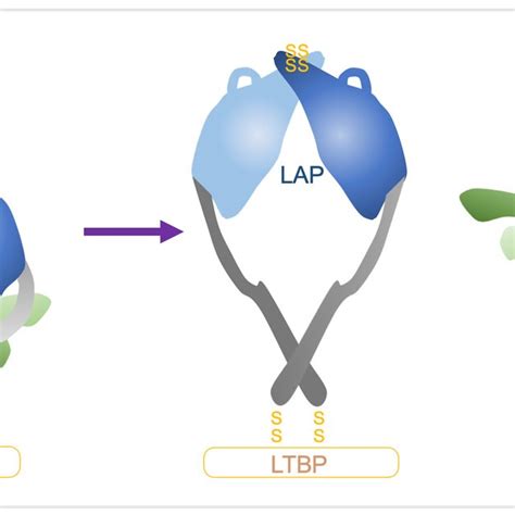 Force Mediated Liberation Of Tgfβ By αvβ6 Left Tgfβ Is Held In A