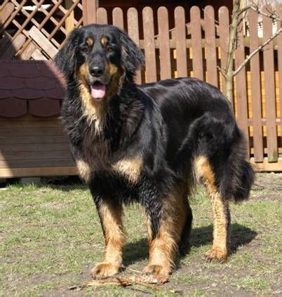 Hovawart Dog Info, Temperament, Puppies, Pictures