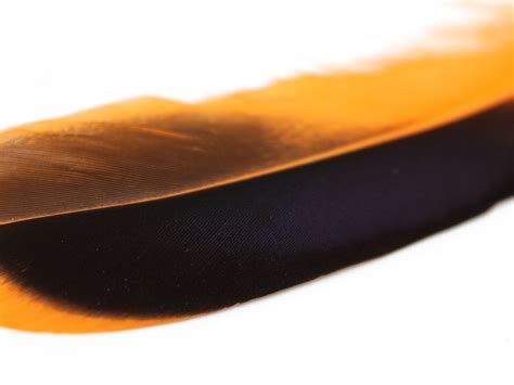 Mallard Duck Quill Feathers (Orange) – Feather Buy